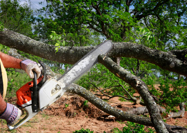 How Our Tree Care Process Works  in  Manito, IL